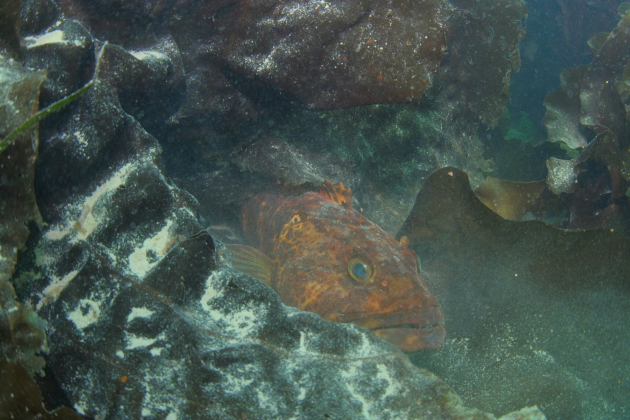 LINGCOD UNDER KELP